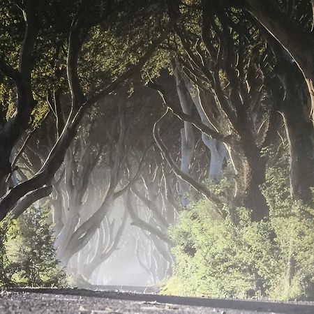 Dark Hedges Cottage Ballycastle Dış mekan fotoğraf