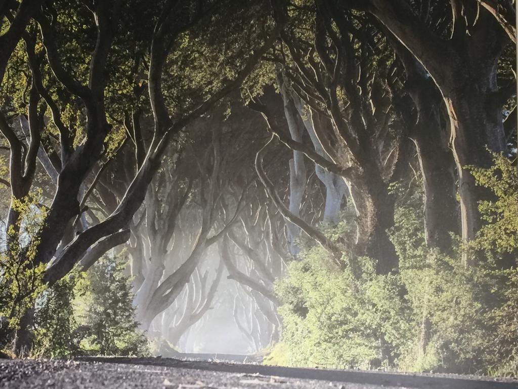 Dark Hedges Cottage Ballycastle Dış mekan fotoğraf